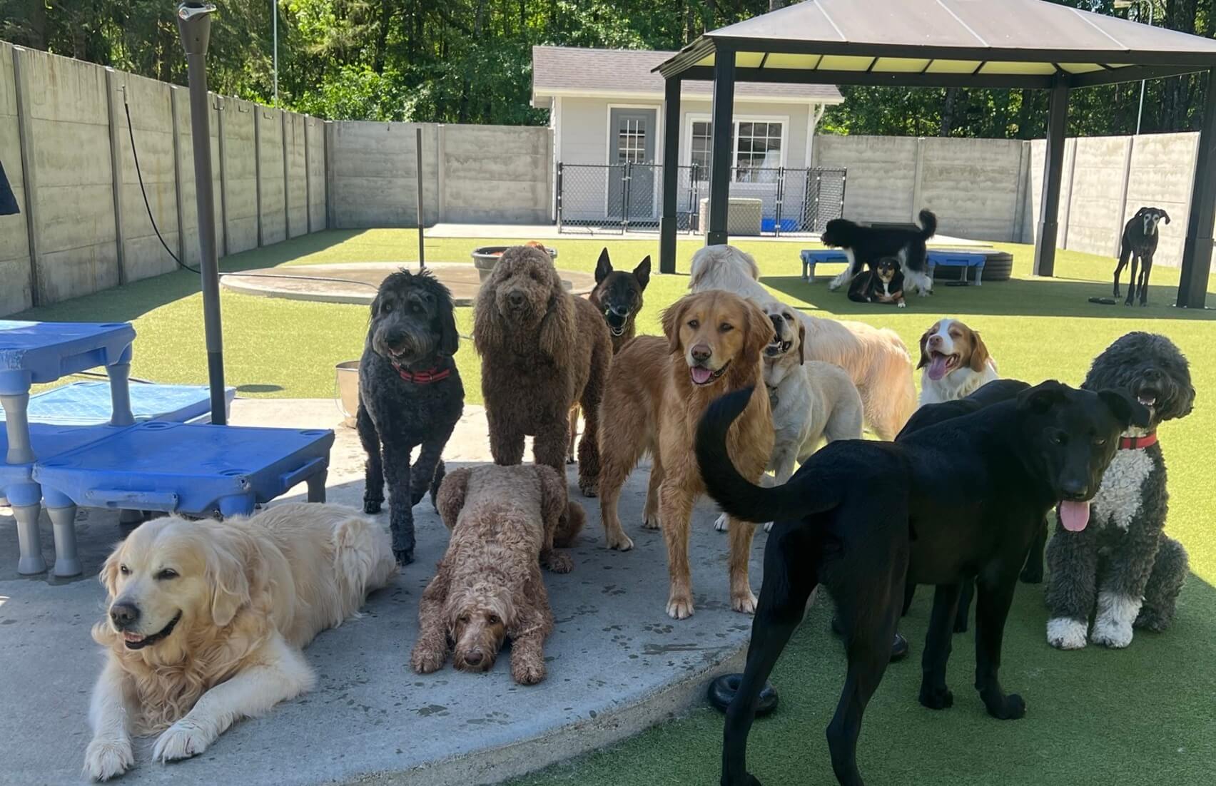 First day dog boarding guide