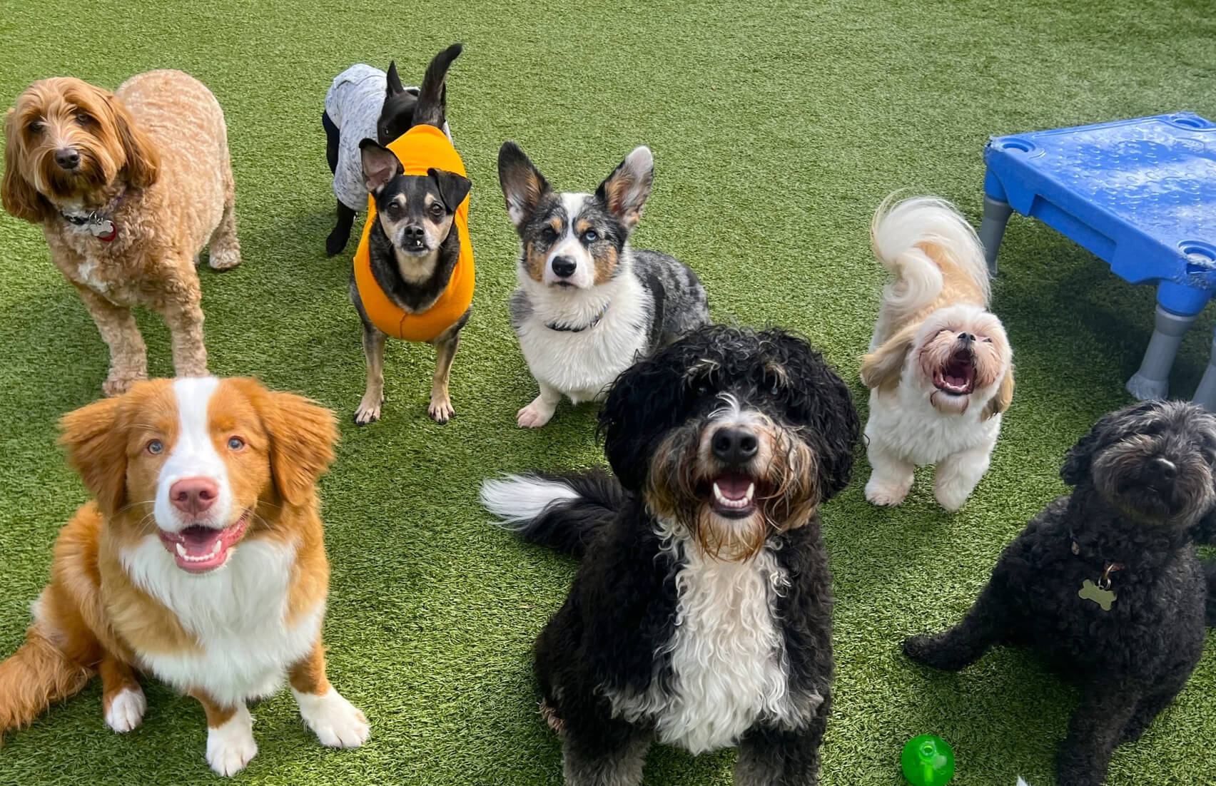 Dog hotel Olympia WA