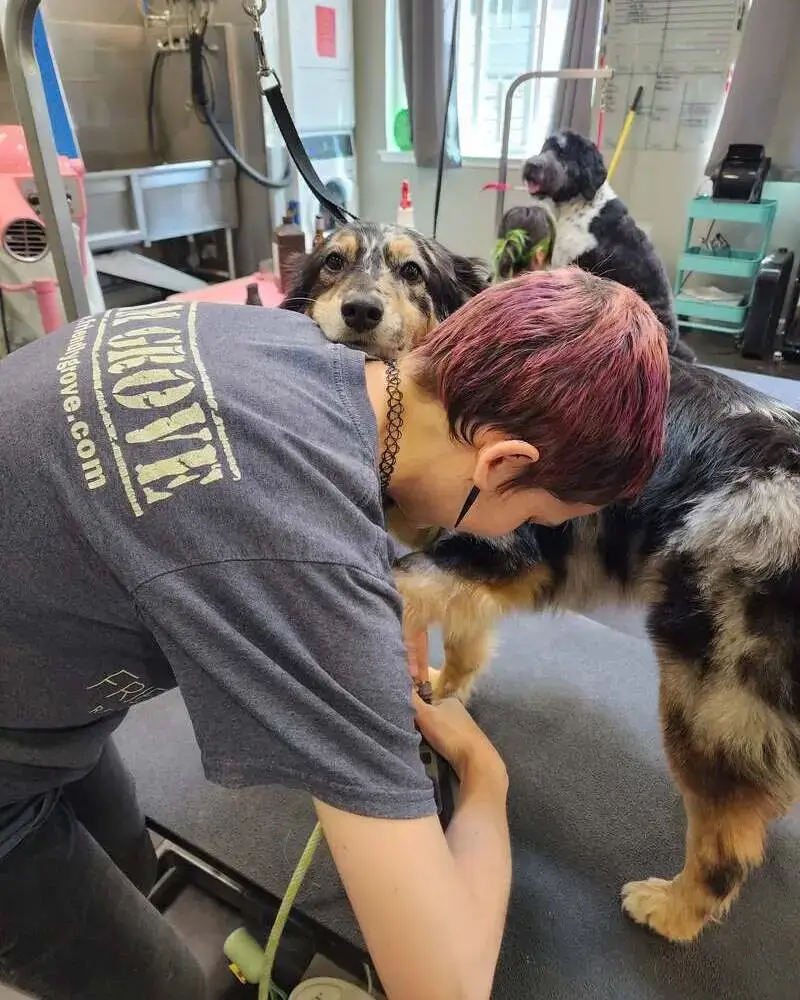 Friendly Grove stylist trimming a dog's nails while the dog rests its head on her shoulder