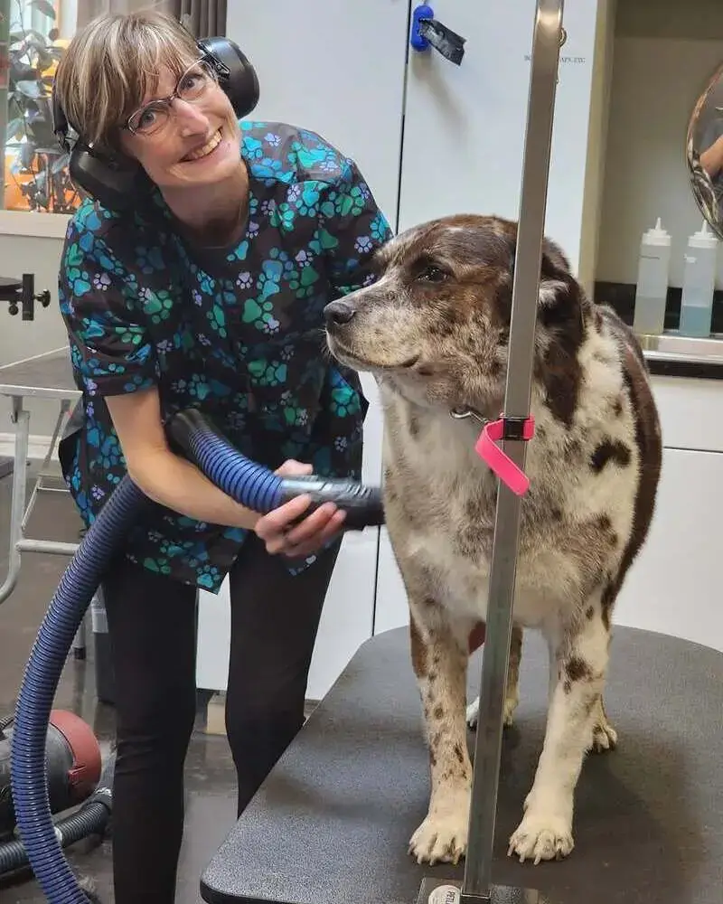Friendly Grove stylist smiling as she gently blow-dries a senior dog on the grooming table