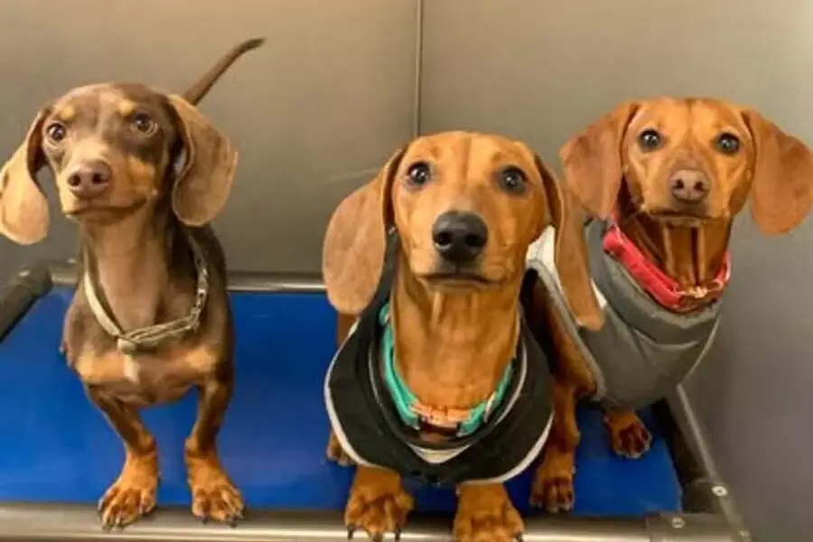 Three dachshunds in a Friendly Grove indoor dog suite